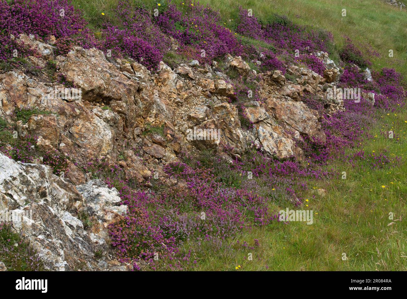 Purple Heather Shrubs growing on Rocks, Harris, Isle of Harris, Hebrides, Outer Hebrides, Western Isles, Scotland, United Kingdom, Great Britain Stock Photo