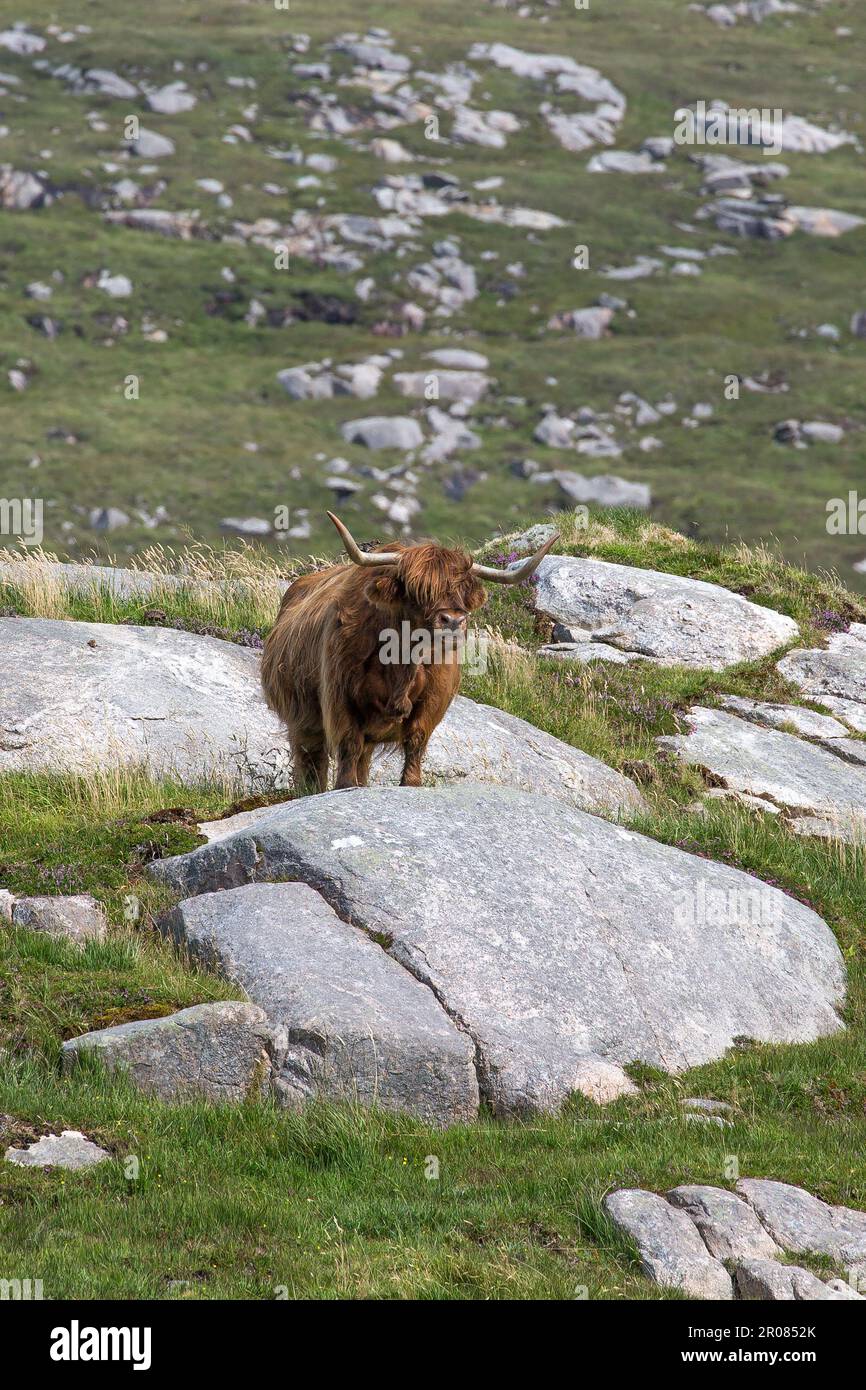 Scottish Highland Cattle standing in Rocky Highland, Hushinish, Isle of ...