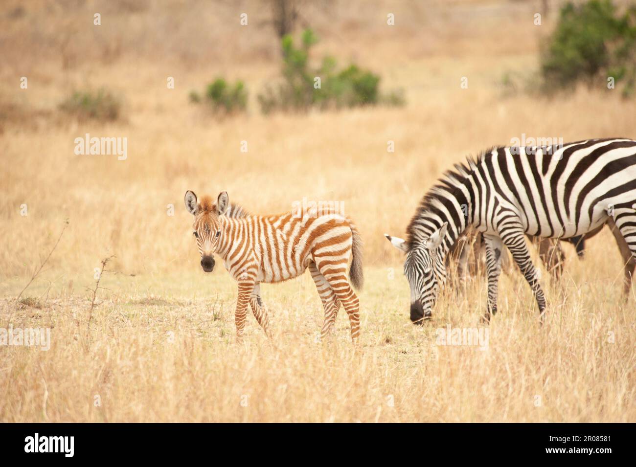 Zebra foal, Serengeti National Park. Zebra foals are often born with brown and white stripes that darken with age. Stock Photo