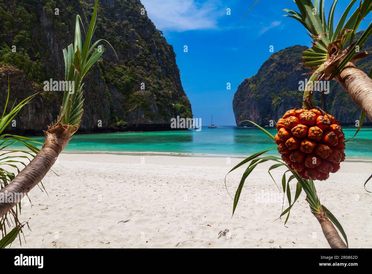 The legendary Maya Bay beach without people with a beautiful beach of sand, clear turquoise water and close uo view on fruit palm pandan tectorius. UN Stock Photo