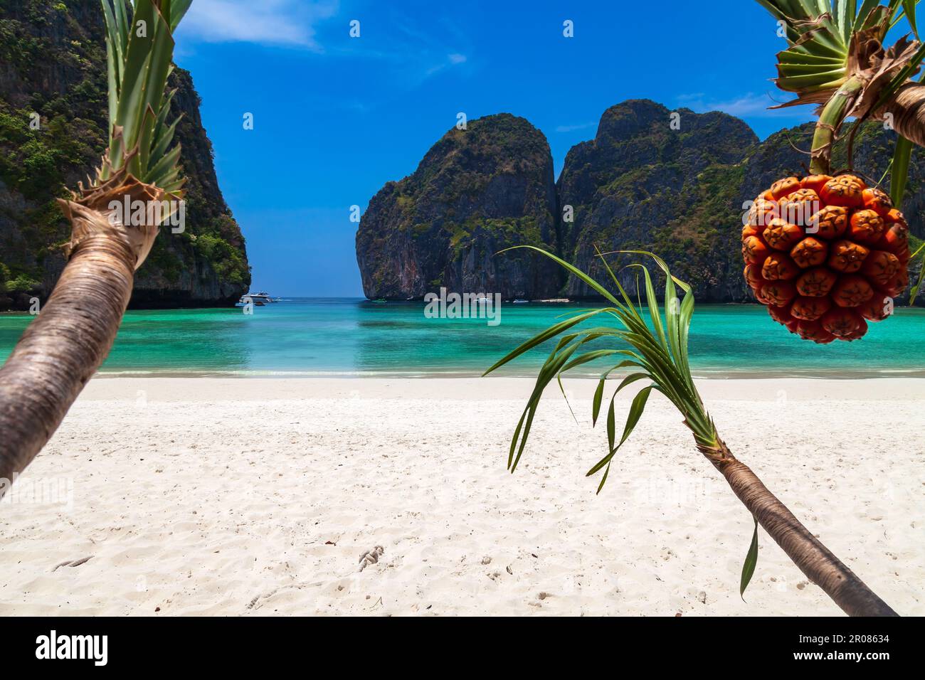 The legendary Maya Bay beach without people with a beautiful beach of sand, clear turquoise water and close uo view on fruit palm pandan tectorius. UN Stock Photo