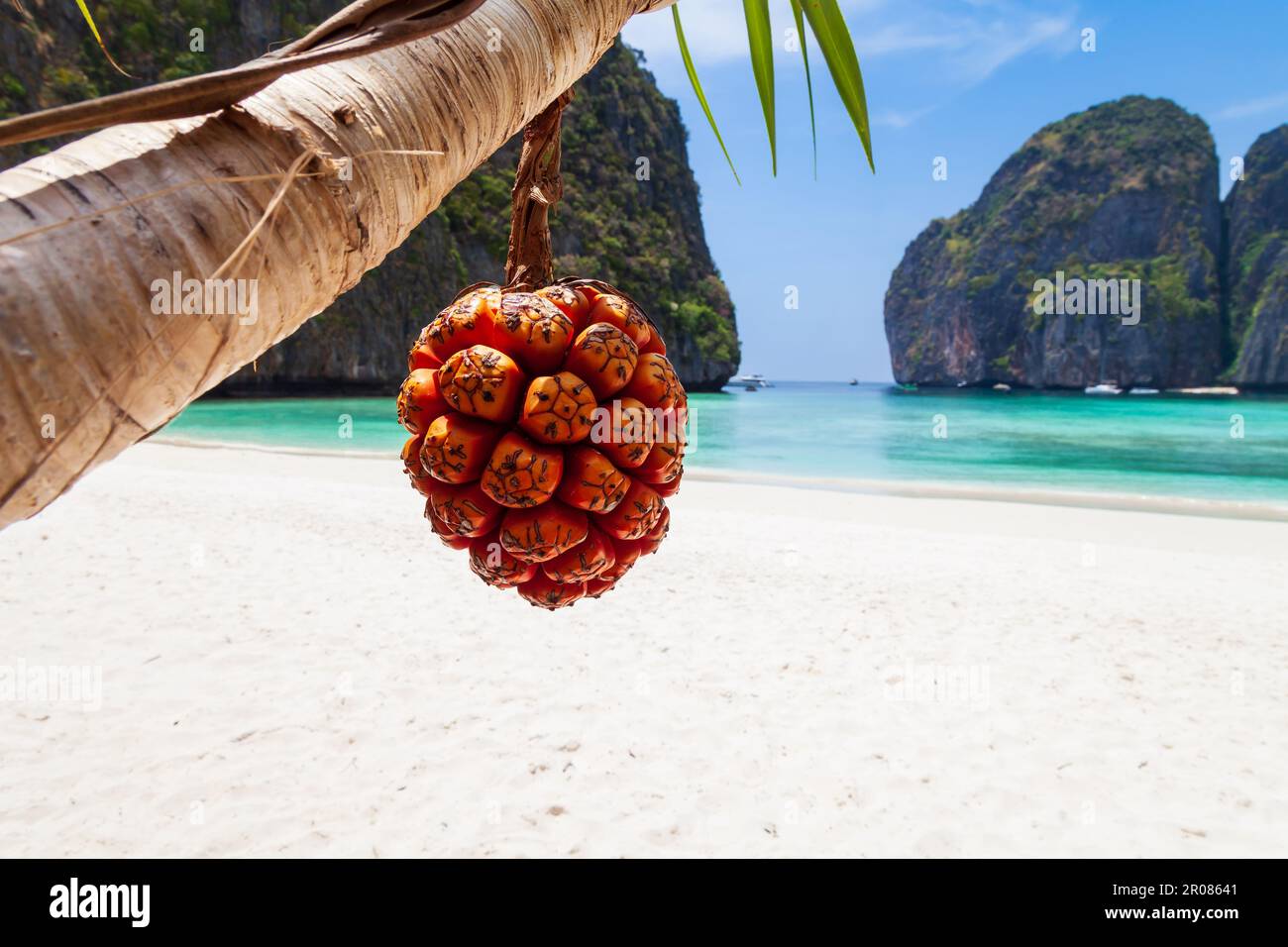 The legendary Maya Bay beach without people with a beautiful beach of sand, clear turquoise water and close uo view on fruit palm pandan tectorius. UN Stock Photo