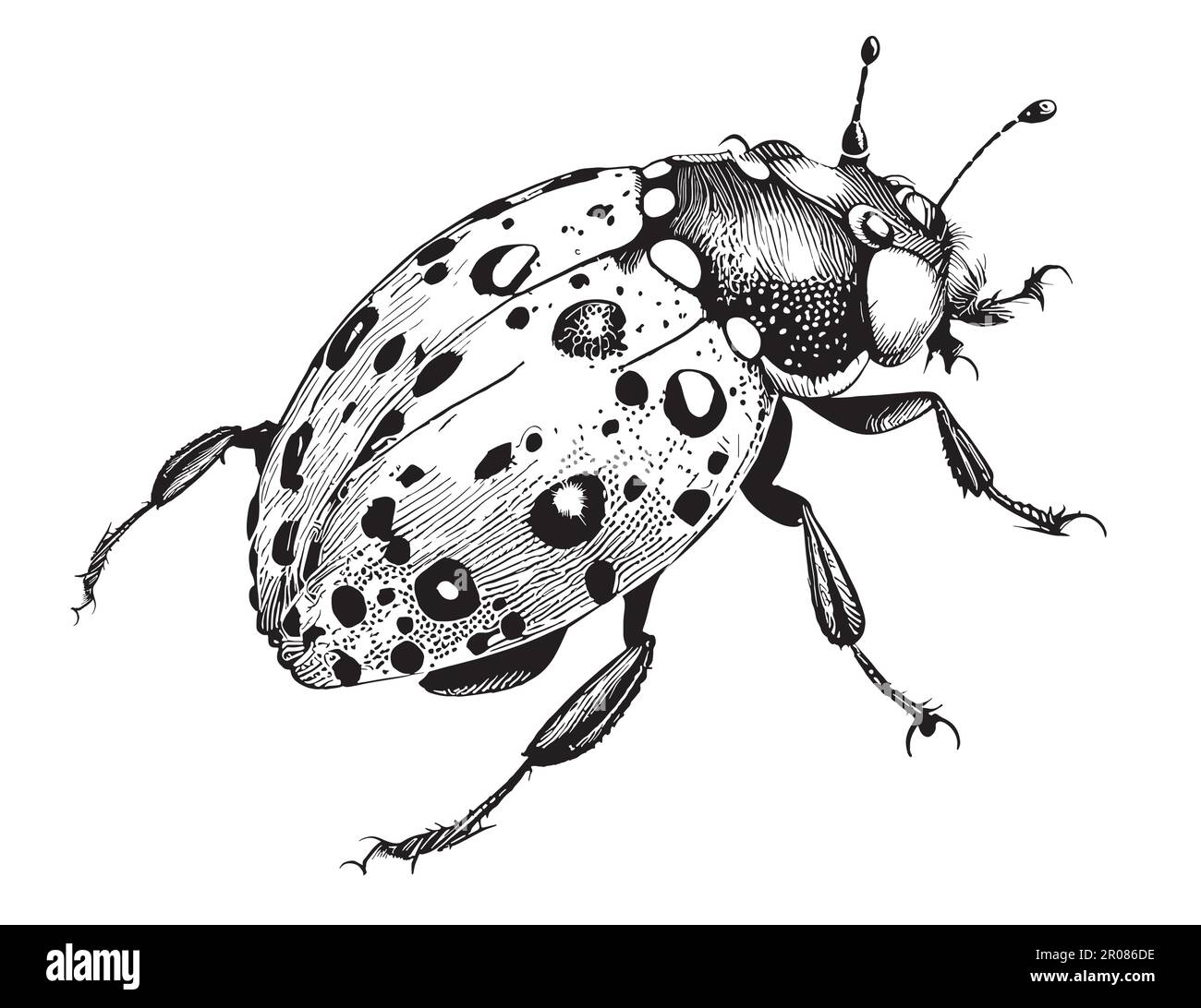 Ladybug insect hand drawn sketch in doodle style illustration Stock ...