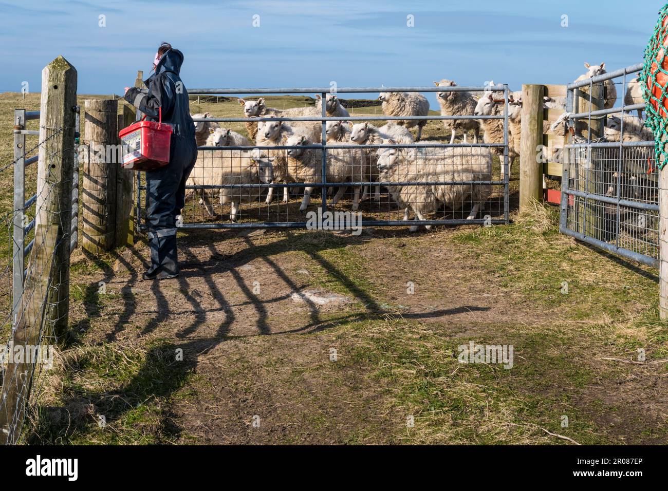 Female farmworker feeding sheep on the Island of Yell, Shetland Stock