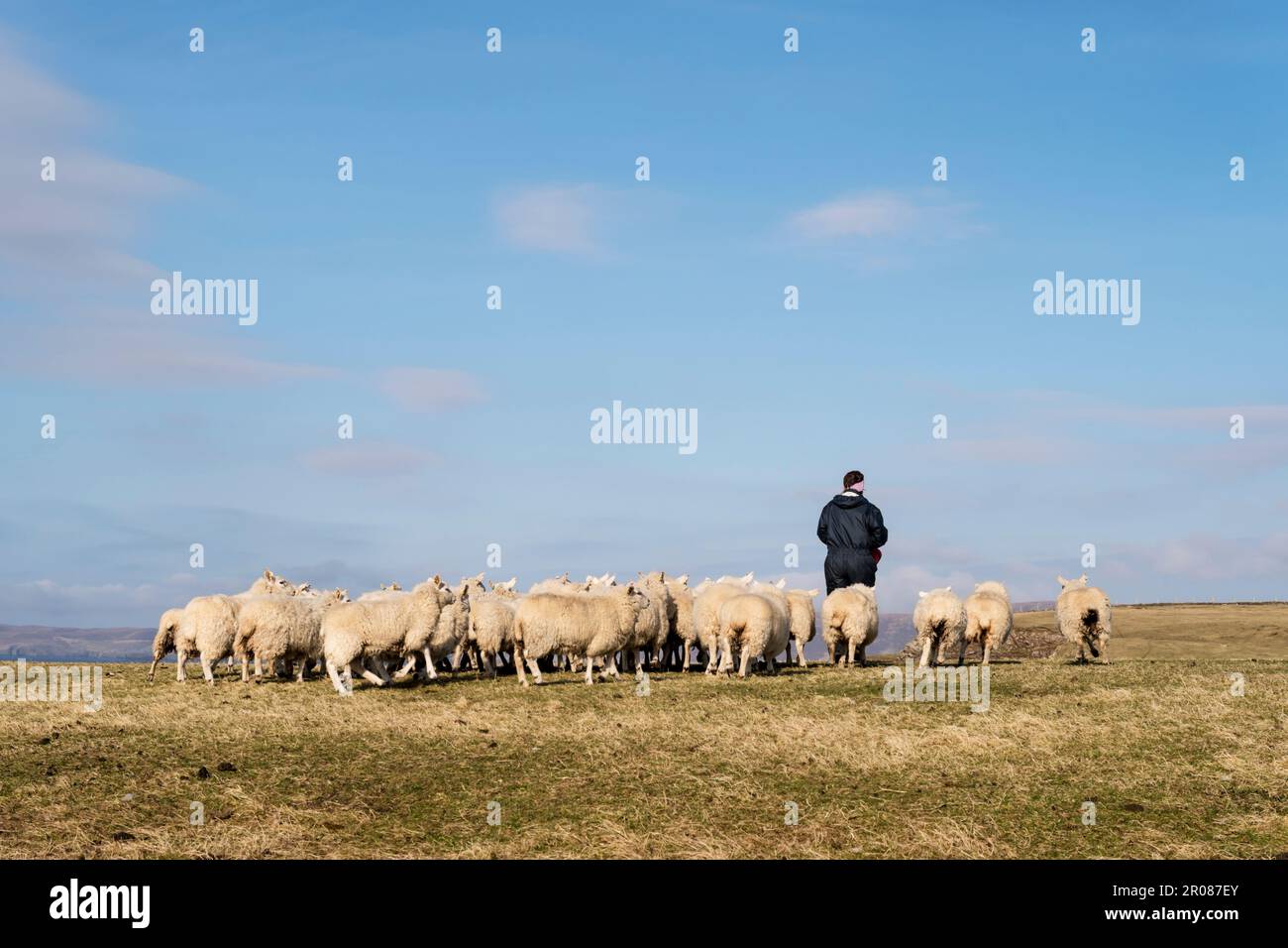Female farmworker feeding sheep on the Island of Yell Stock Photo Alamy