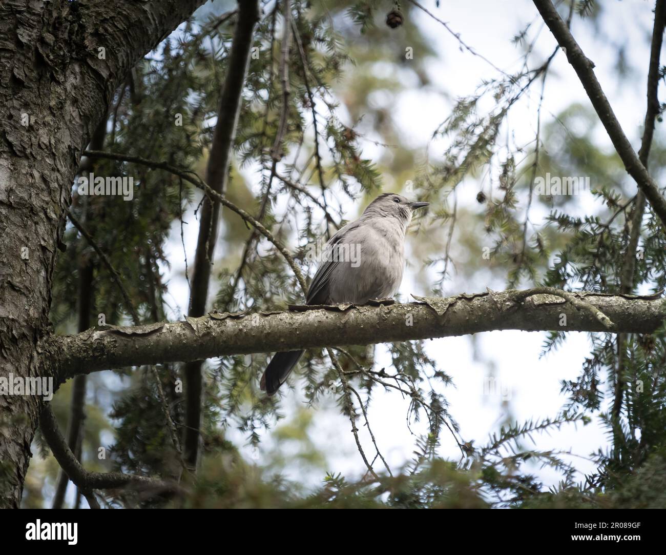 Baby catbird, Dumetella carolinensis, perching on the branch of an evergreen tree on an overcast day in spring, summer, Lancaster, Pennsylvania Stock Photo