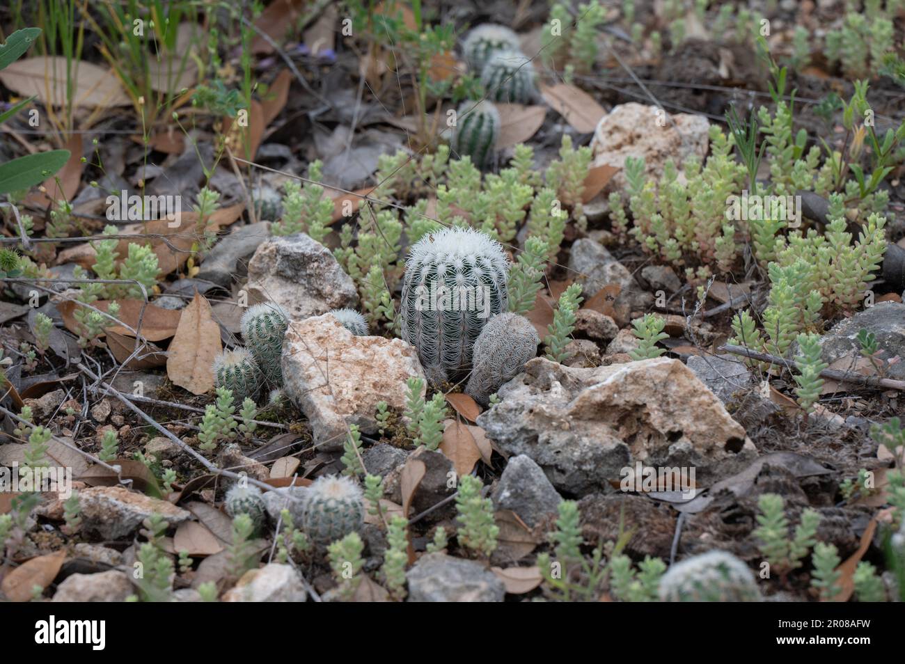 A small group of tiny Lace Hedgehog Cactus growing in the Texas Hill Country. Stock Photo