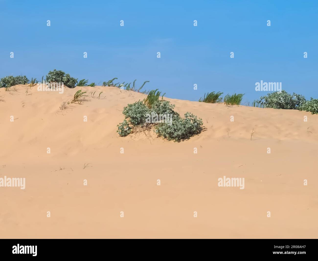 Natural sand dunes with blue sky for background Stock Photo