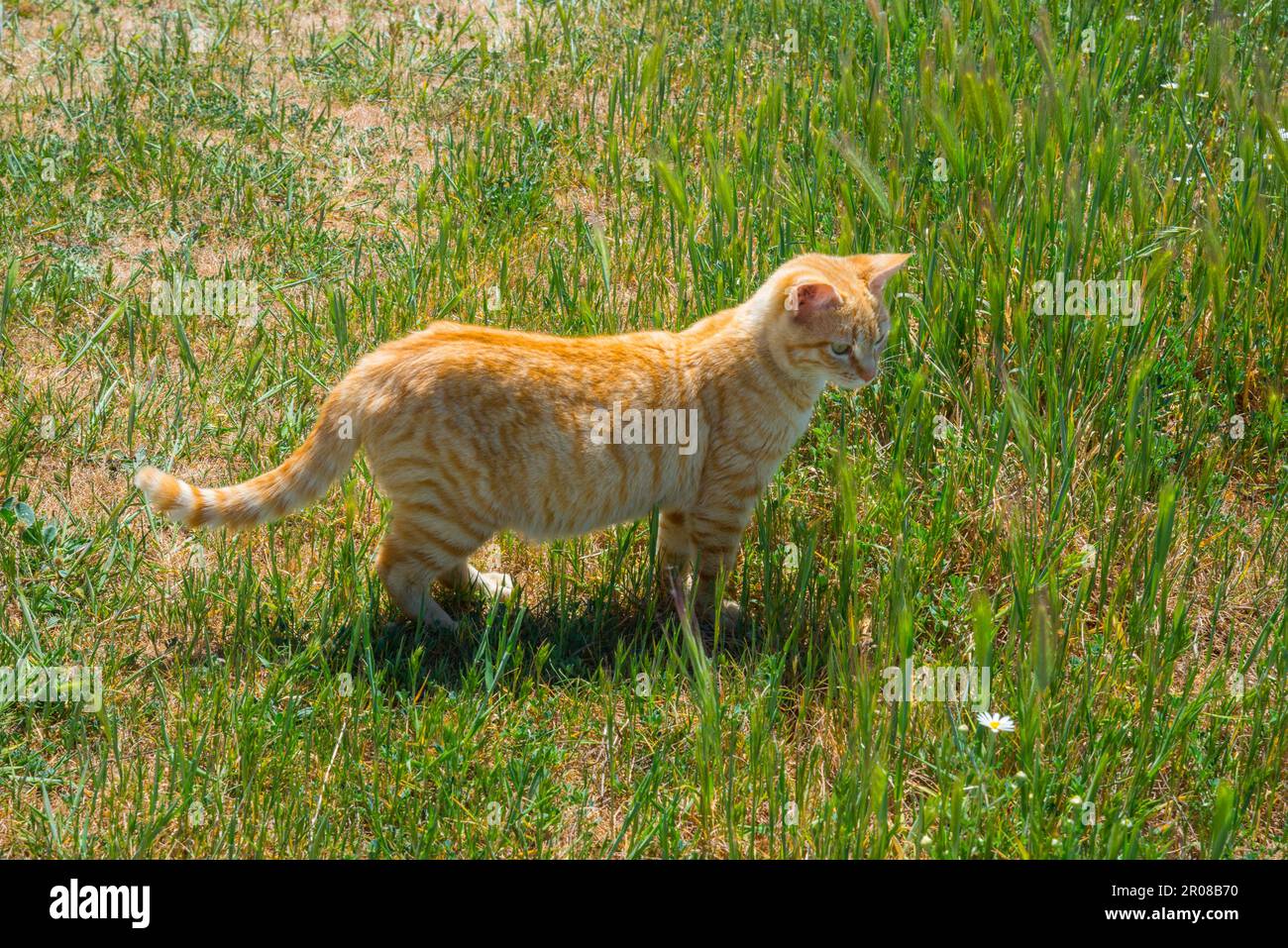 Orange tabby cat in the countryside Stock Photo Alamy