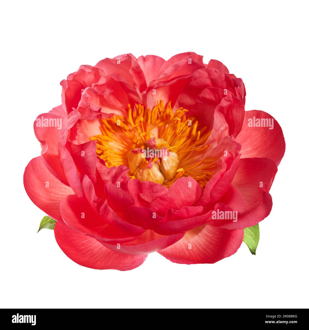 Beautiful pink peony flower isolated on white background Stock Photo ...