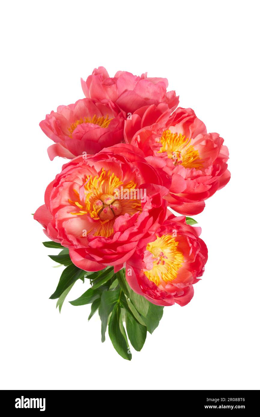 Beautiful pink peonies flowers isolated on white background Stock Photo ...