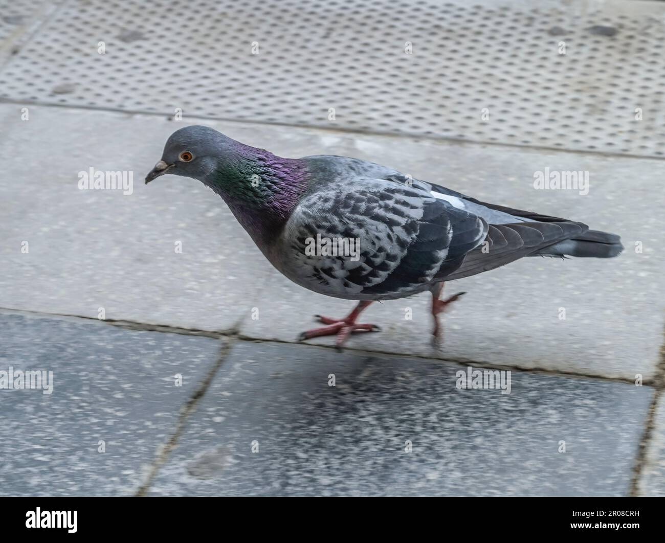 Taubenvogel hi-res stock photography and images - Alamy