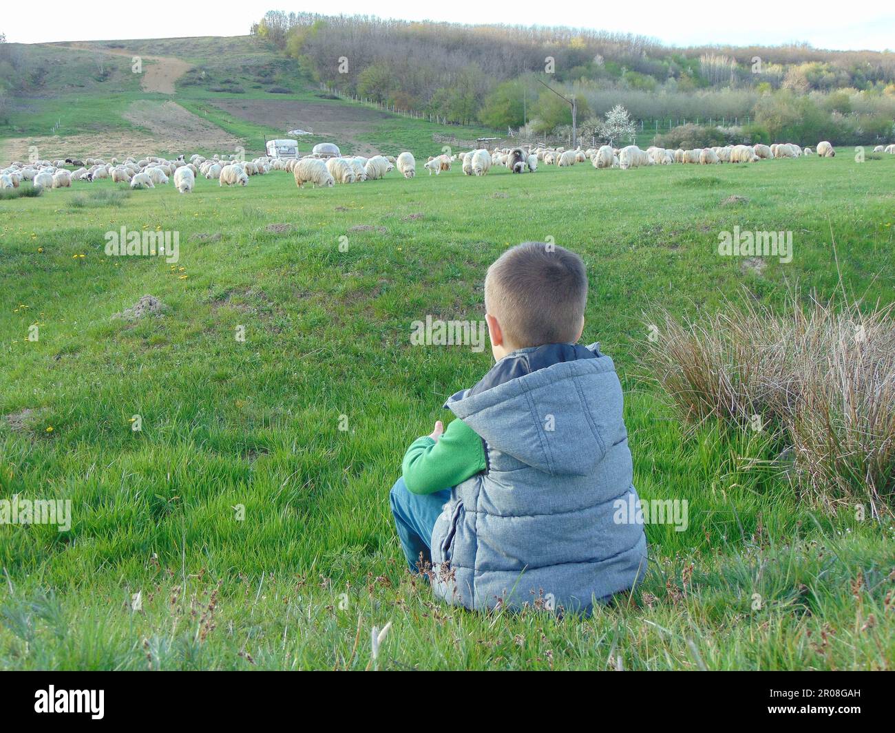 A boy looks at a flock of sheep in Maramures county, Romania Stock ...
