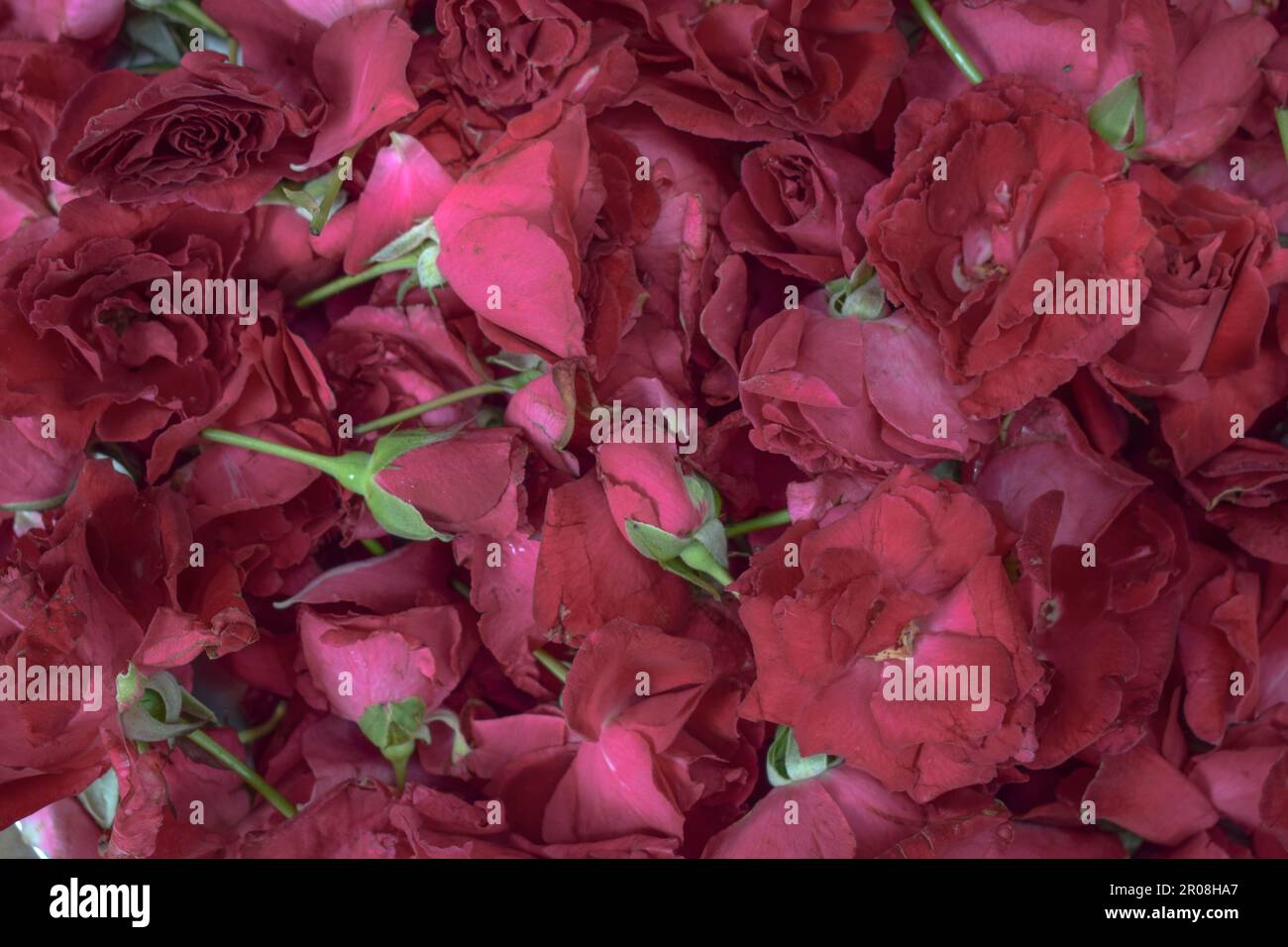 Beautiful stock image of Fresh pink rose petals background from Indian