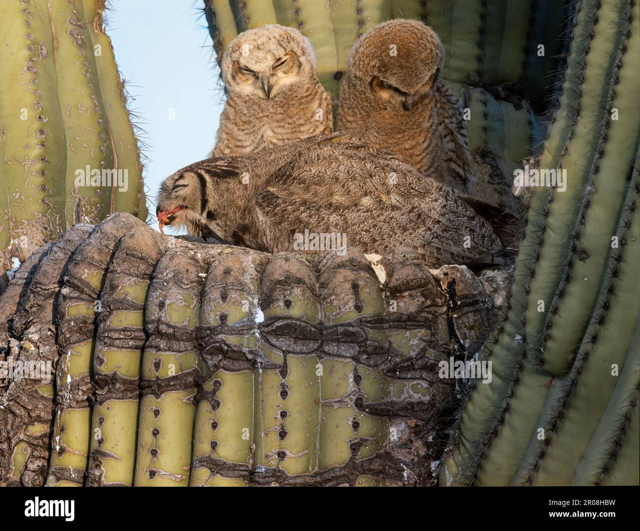 Cactus desert owl hi-res stock photography and images - Alamy