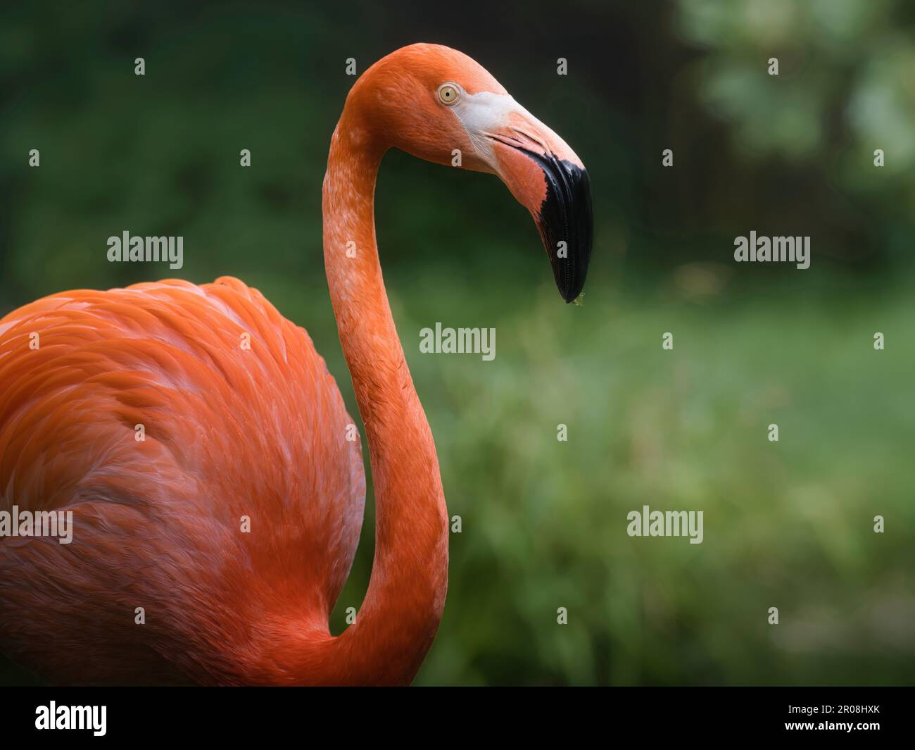 Flamingo long neck bird portrait outdoors Stock Photo - Alamy