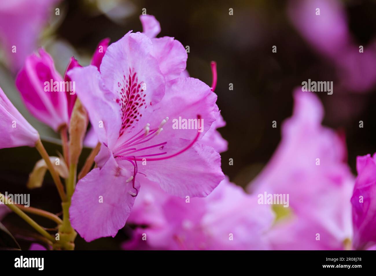 Pink Rhododendron flowers open buds with delicate petals among green