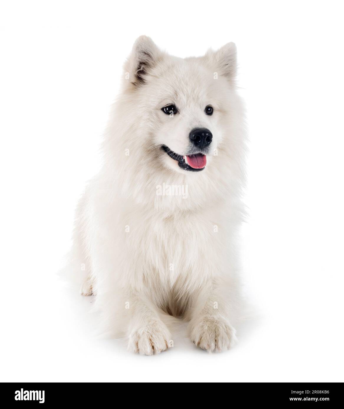 samoyed dog in front of white background Stock Photo