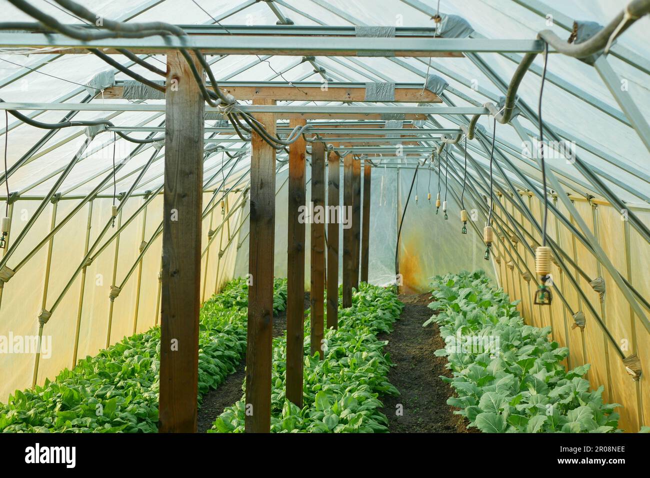 Spinach greenhouse folio harvest Spinacia oleracea rows fresh seedlings