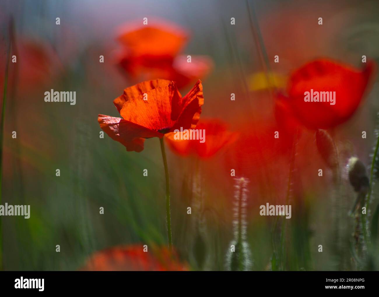 red poppy flower in the field papavero, (Papaverum rhoas). Alghero, Sardinia, Italy Stock Photo