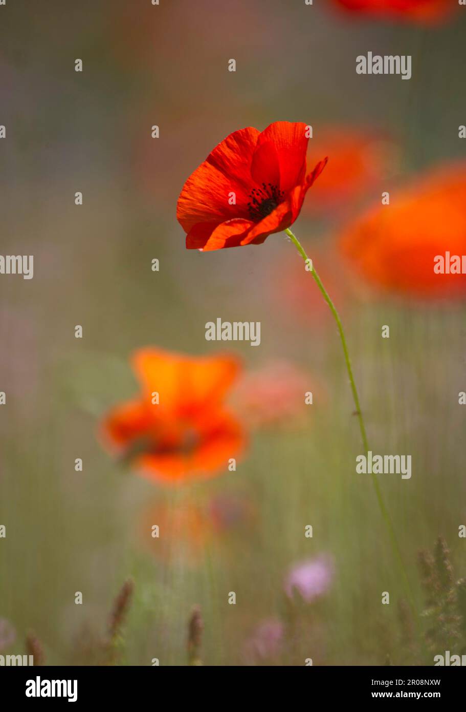 red poppy flower in the field papavero, (Papaverum rhoas). Alghero, Sardinia, Italy Stock Photo