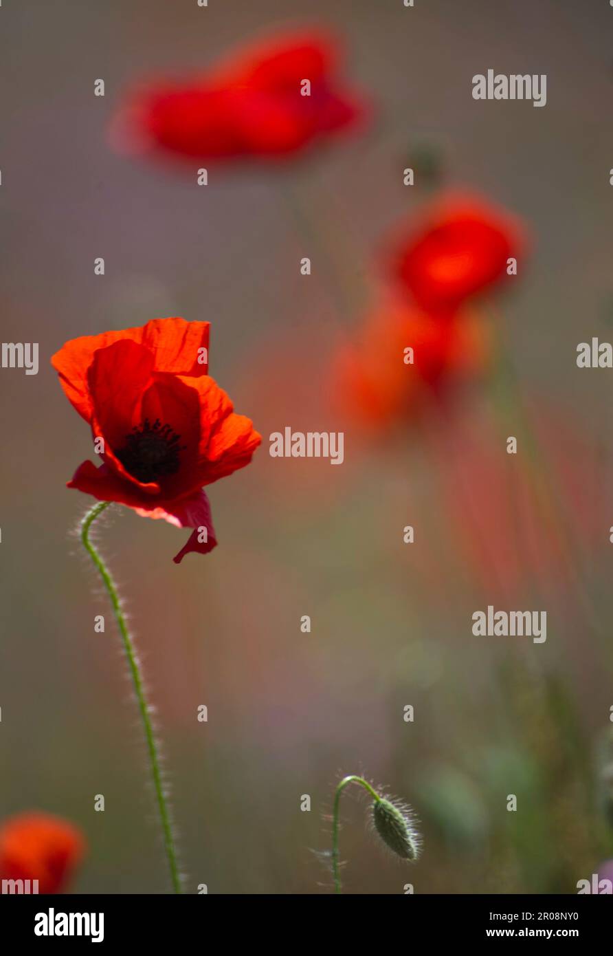 red poppy flower in the field papavero, (Papaverum rhoas). Alghero, Sardinia, Italy Stock Photo