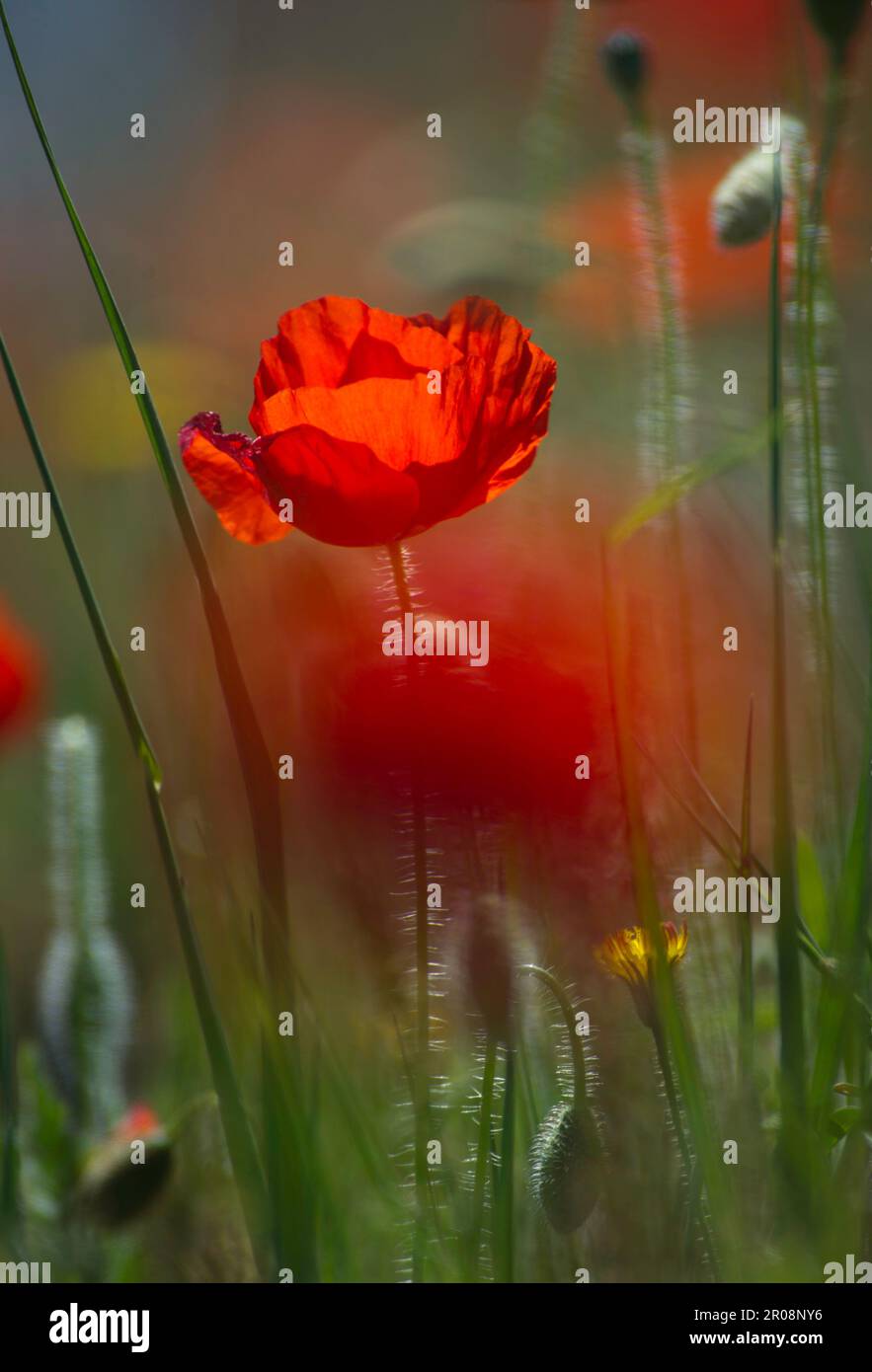 red poppy flower in the field papavero, (Papaverum rhoas). Alghero, Sardinia, Italy Stock Photo