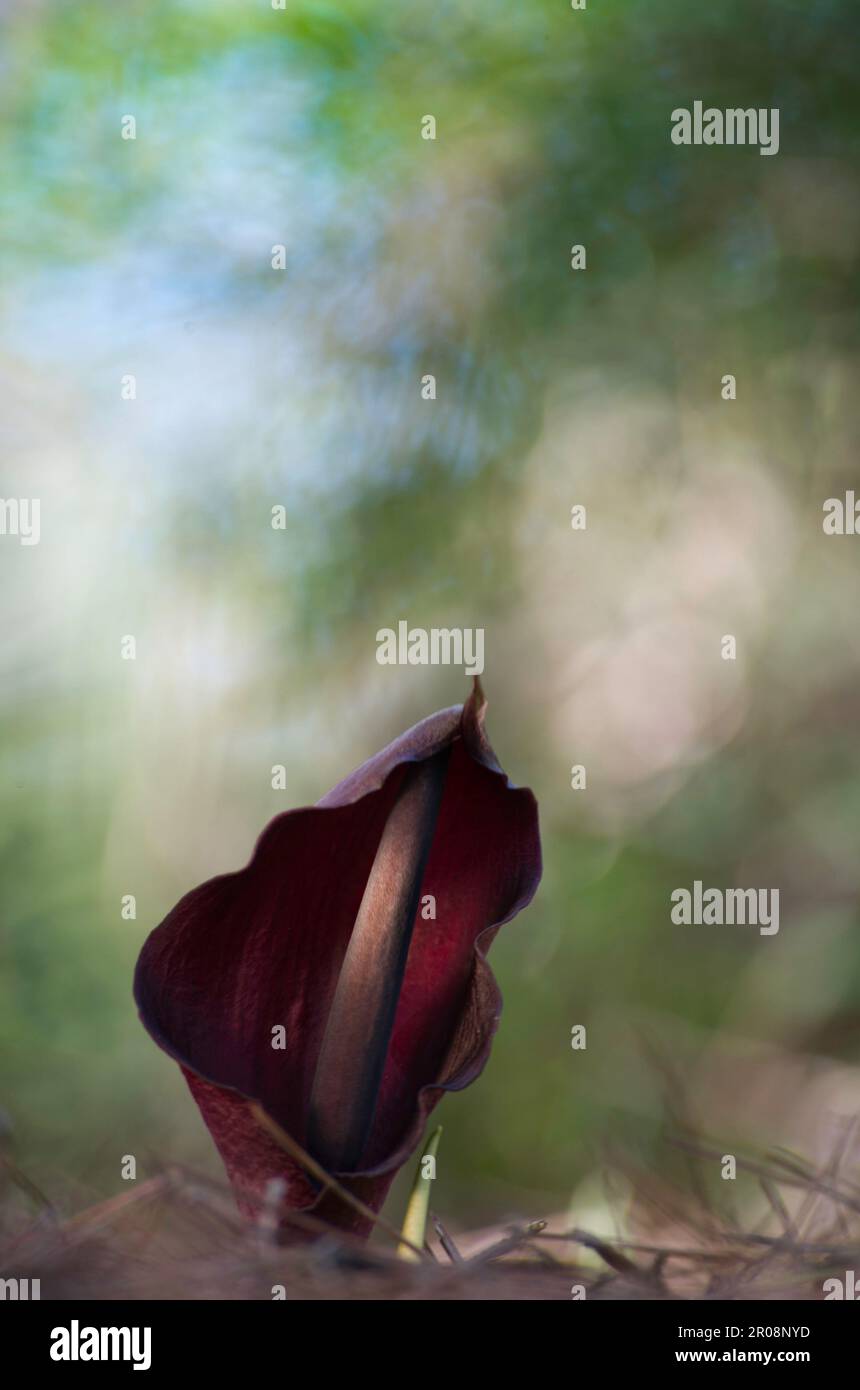 Gigaro (Arum pictum) Sassari. Italy Stock Photo