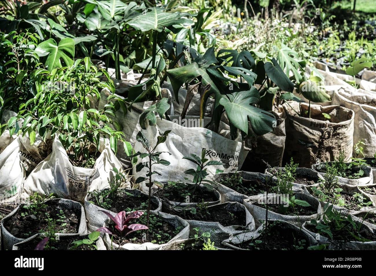 Nakuru, Kenya. 07th May, 2023. A general view of tree seedlings