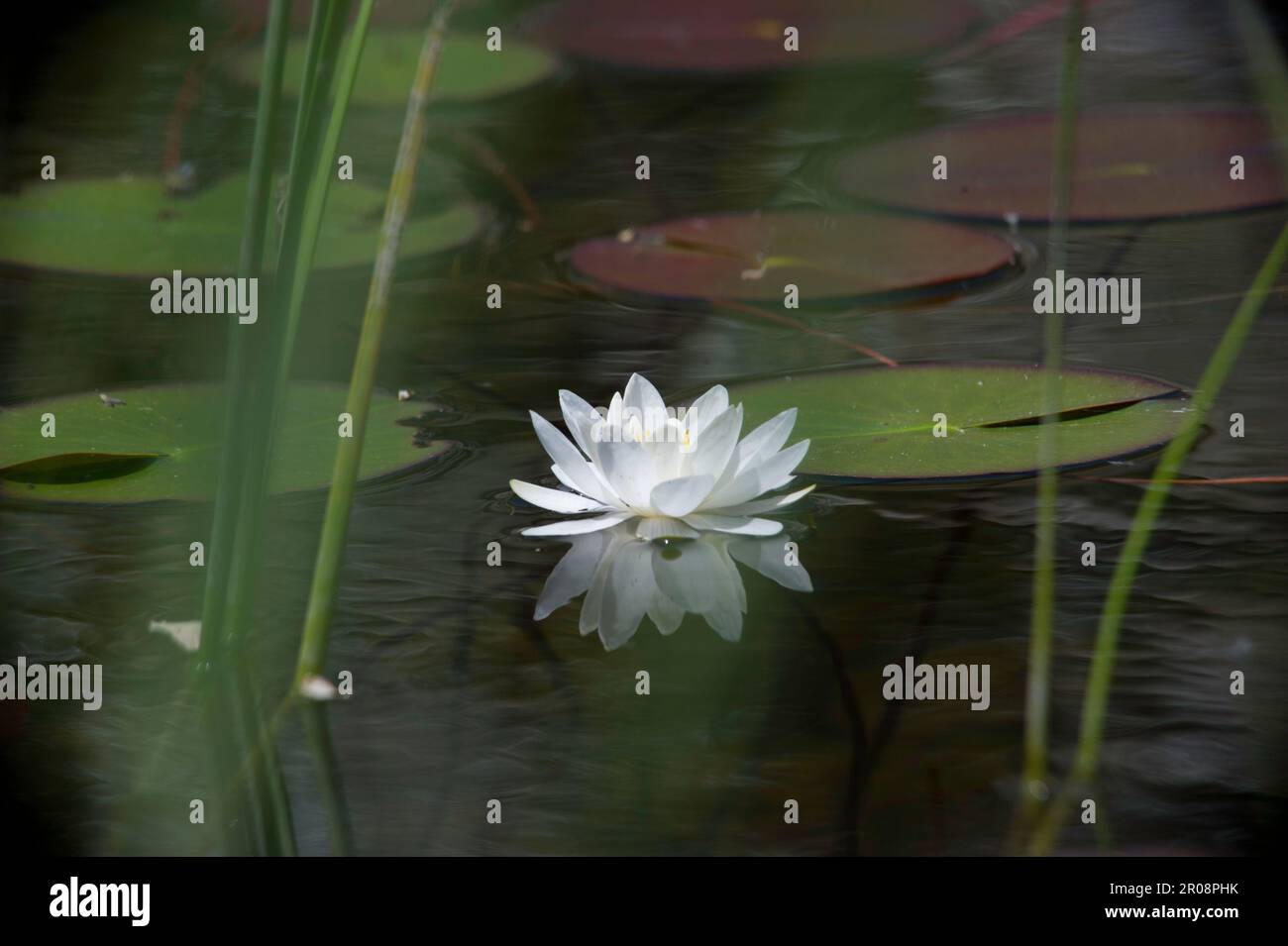 Spring white lily hi-res stock photography and images - Alamy