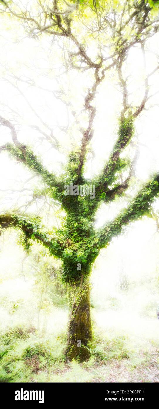 Mystical oak tree in the big forest in Ortakis, Sardinia Italy Stock Photo