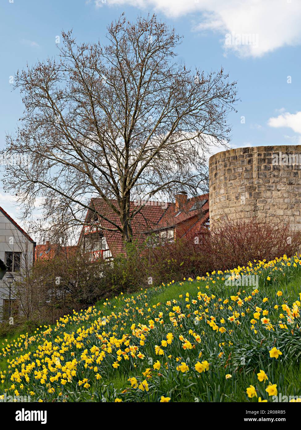 Fortified tower of Duderstadt city wall in spring with yellow daffodils in the foreground. Stock Photo