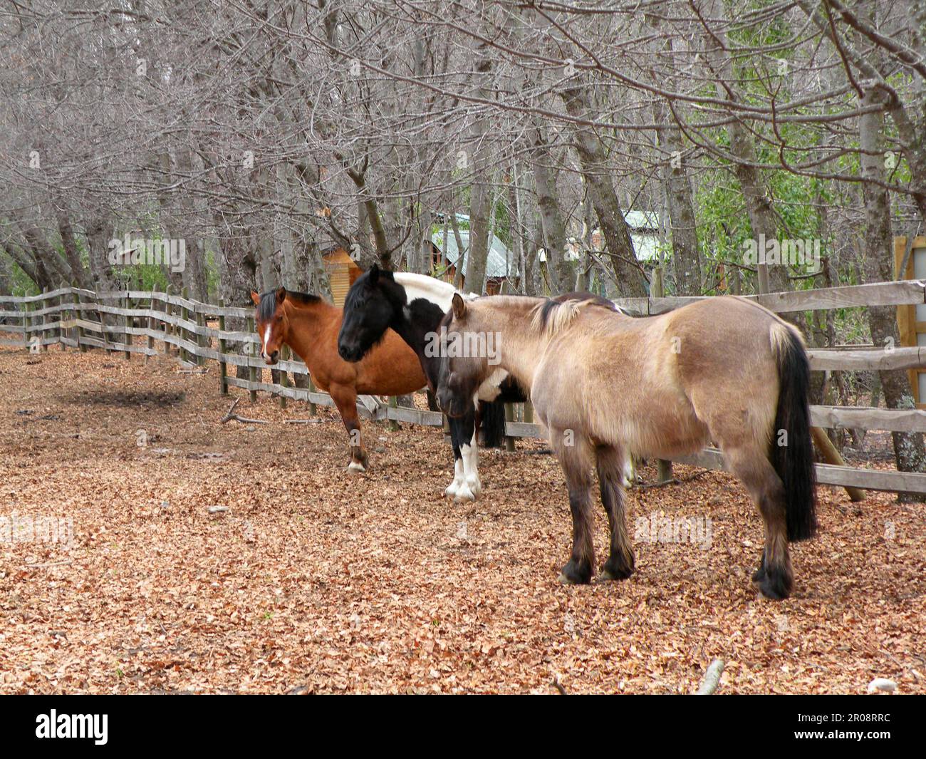 Horses in chilean countryside hi-res stock photography and images - Alamy
