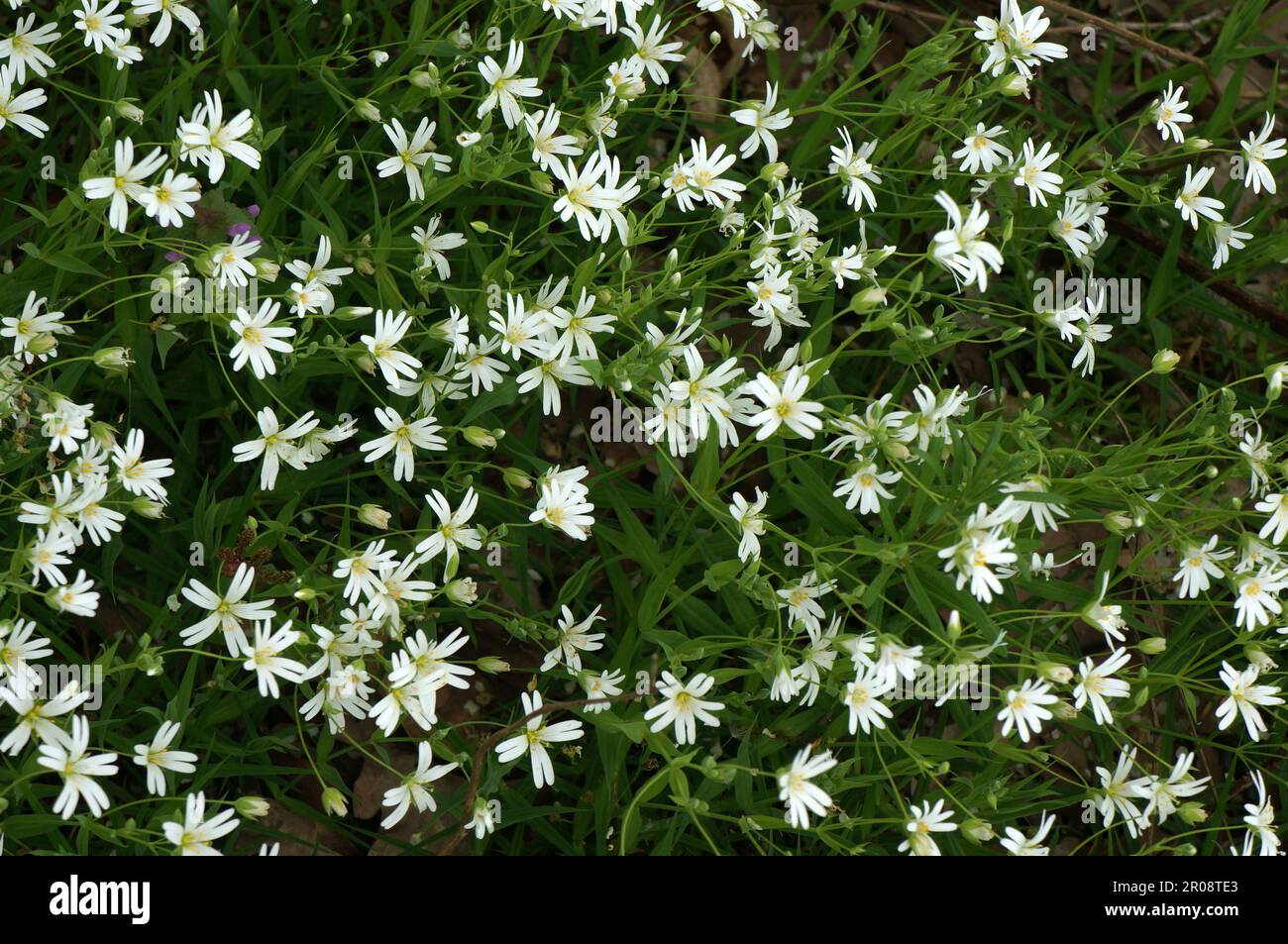 Die Große Sternmiere (Rabelera holostea (L.) Stock Photo