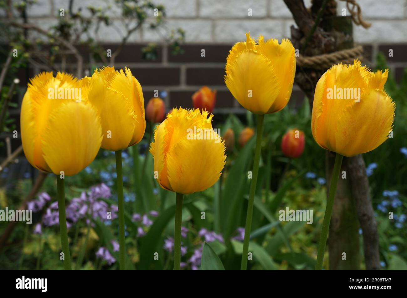 five tulips Stock Photo