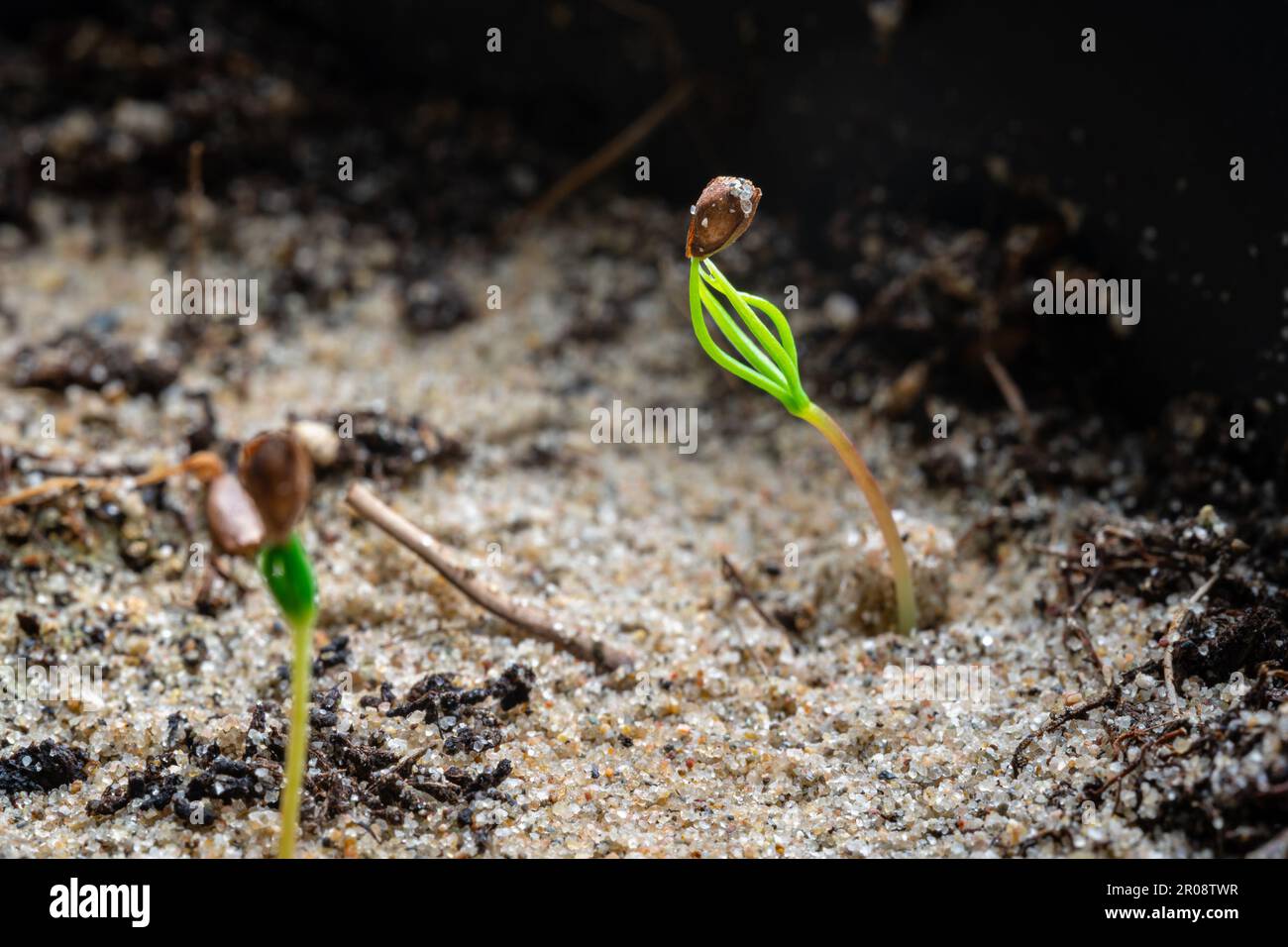Small newly emerged spruce seedling on the forest floor Stock Photo