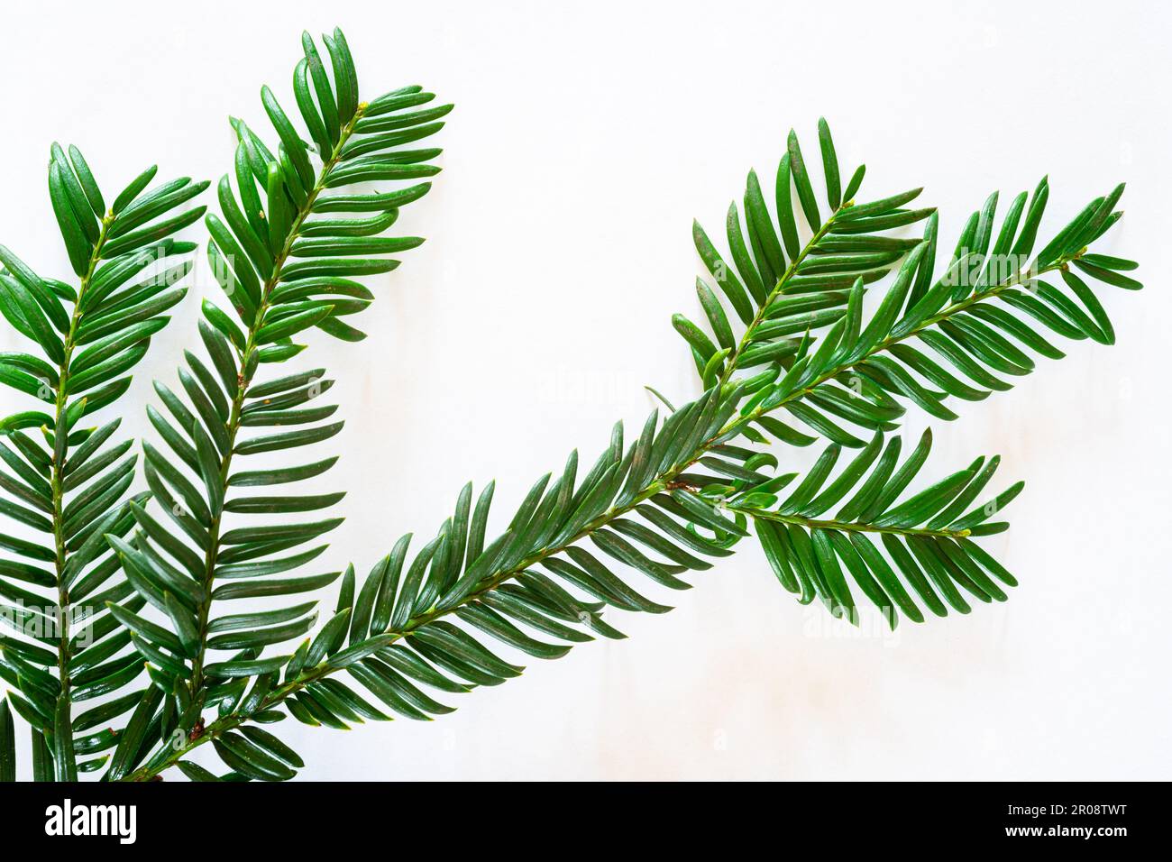 Detailed image of branches with fresh green needles of a Yew tree (Taxus baccata) Stock Photo
