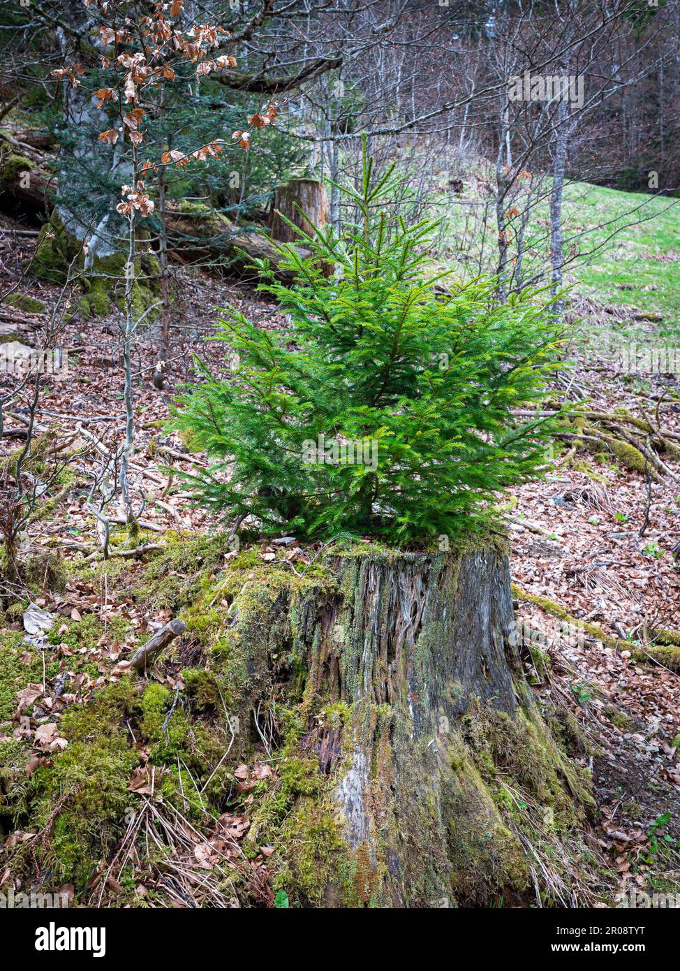 A young spruce tree (Picea abies) has grown out of a sawn down very old fir tree Stock Photo