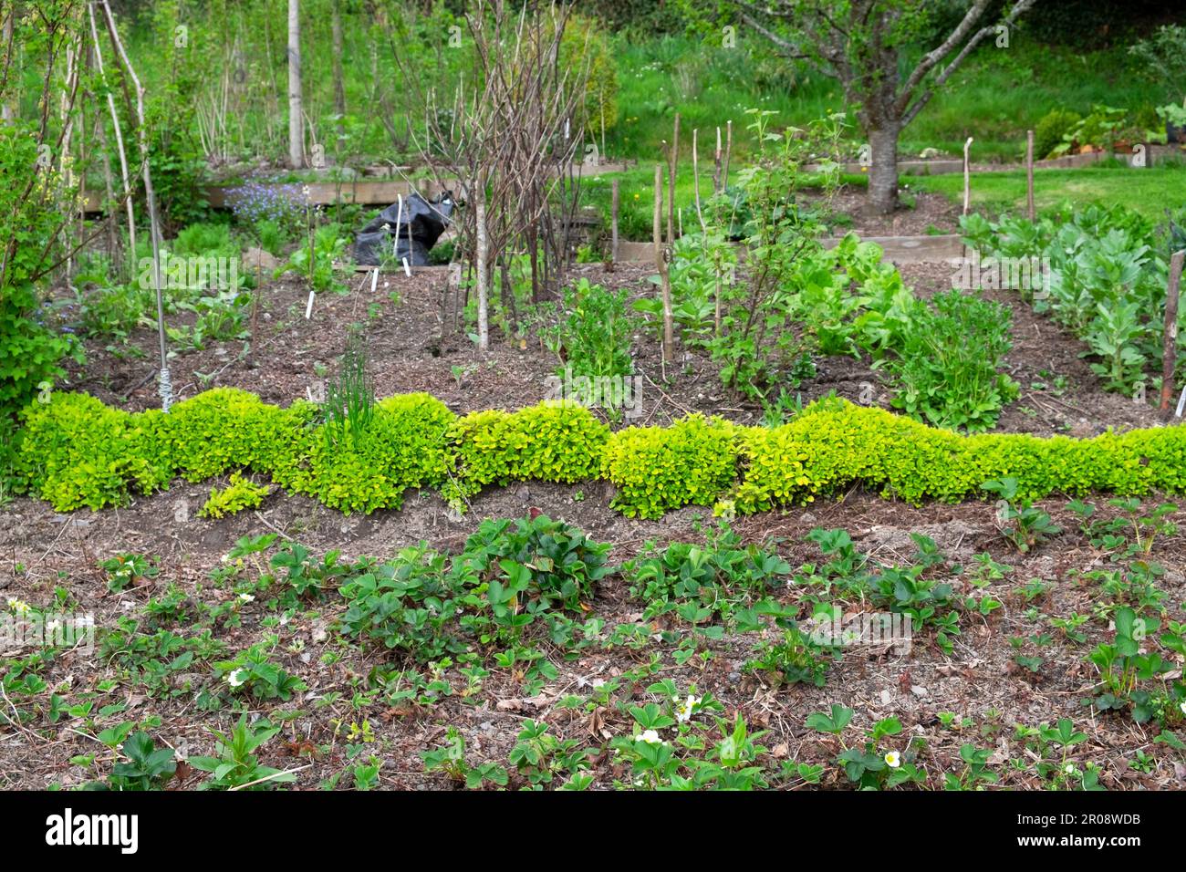Row of marjoram plants in on sloping vegetable garden growing peas and