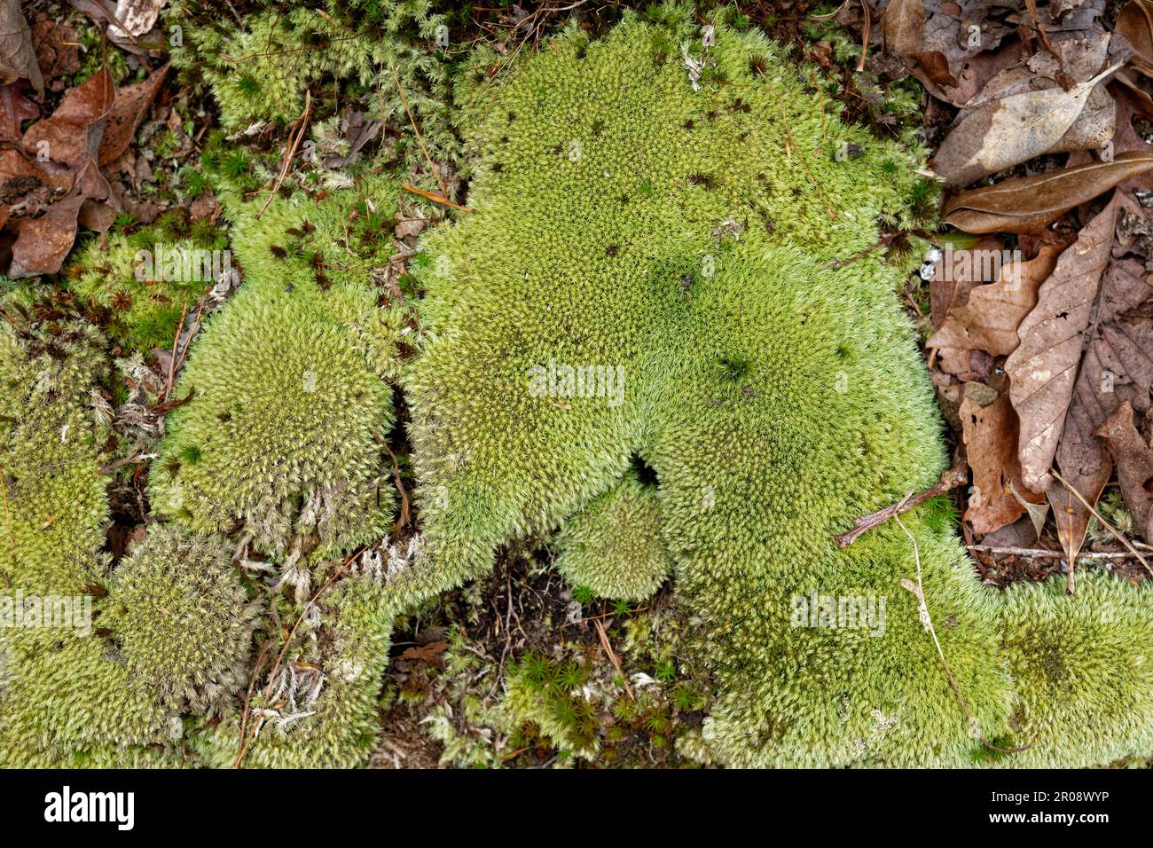 Partial rock out of the ground with tiny dense carpet of different shades of green moss covering the rock surrounded by fallen leaves on the forest gr Stock Photo