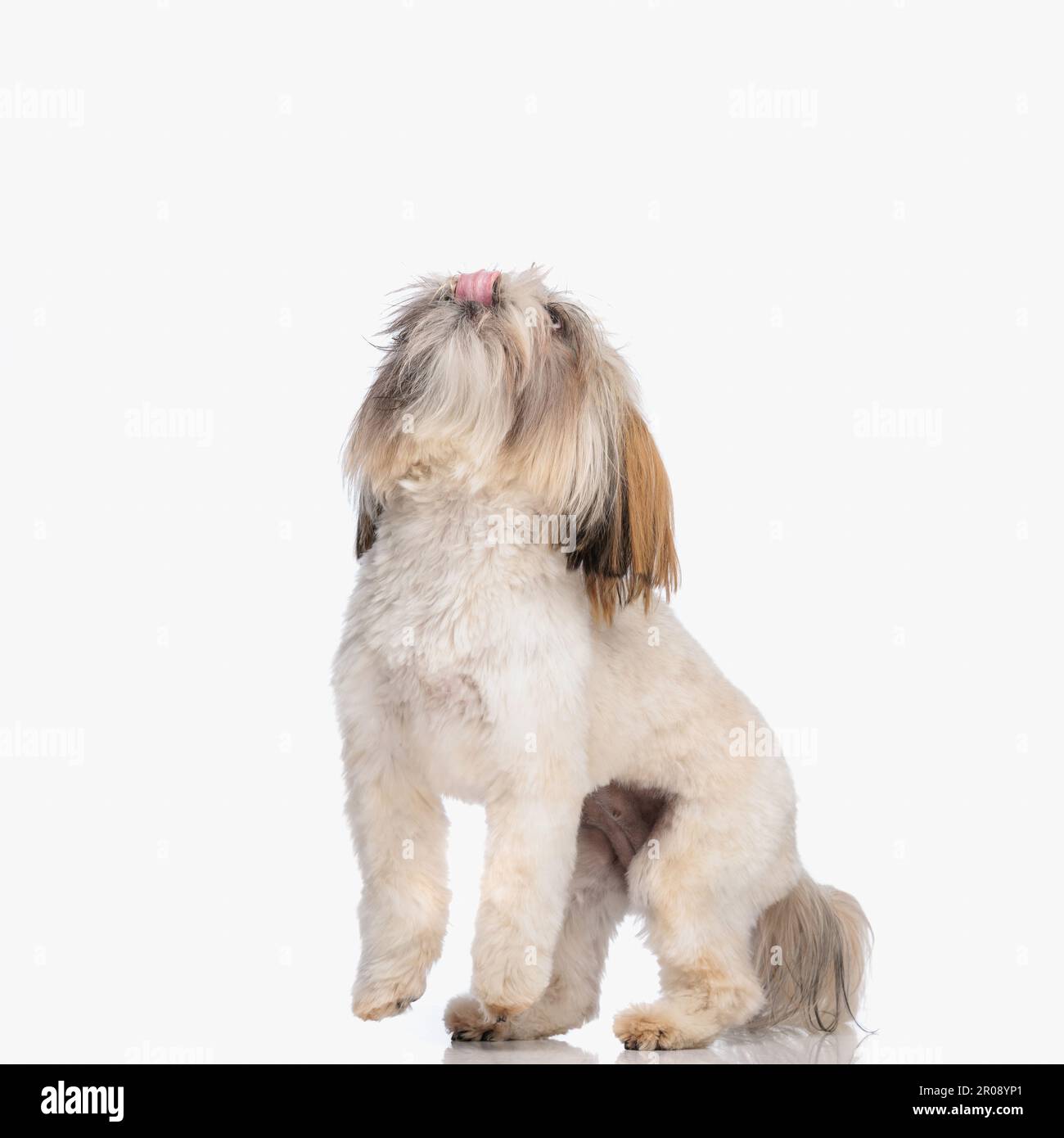 why do shih tzus lick their nose