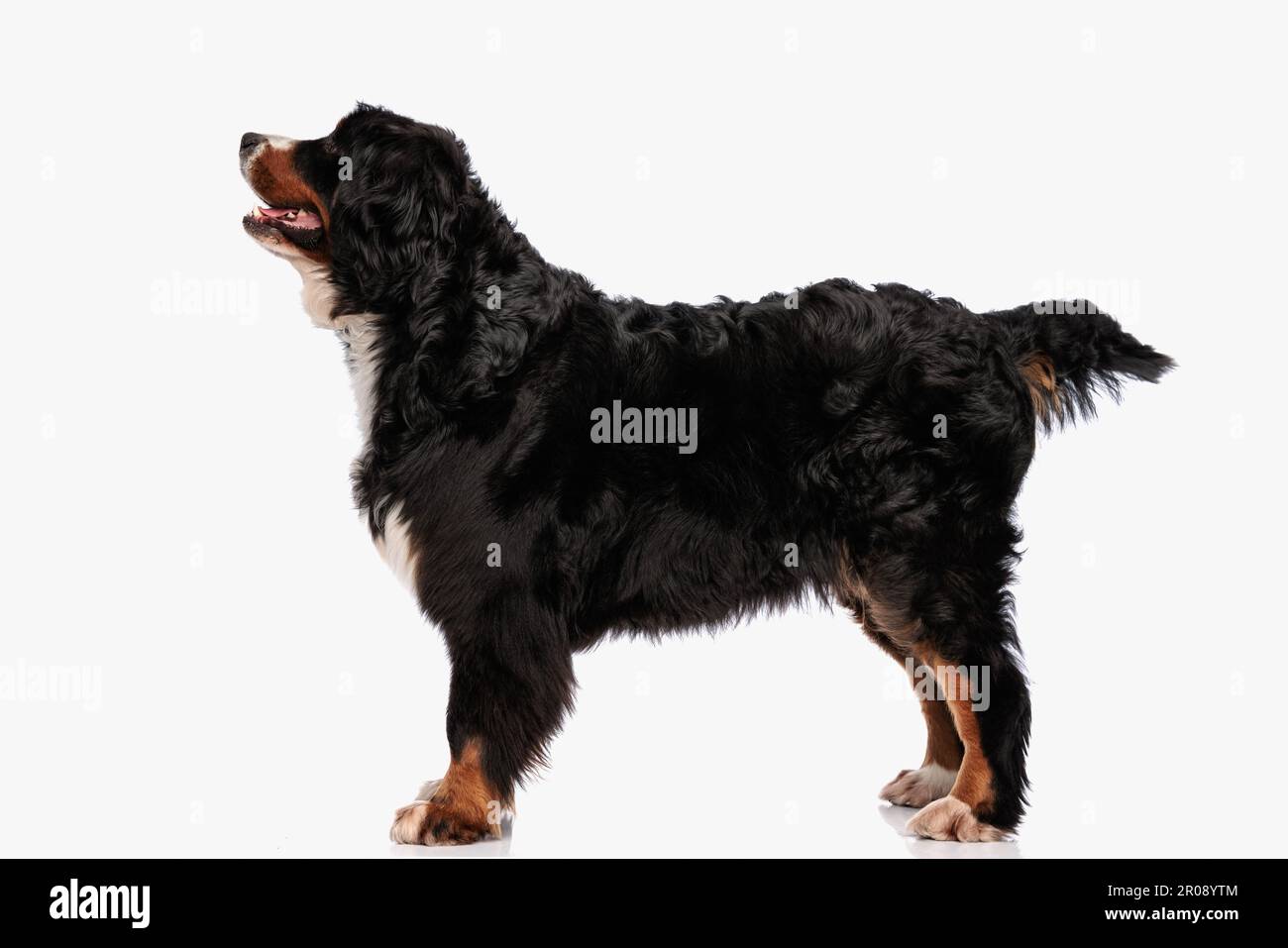 Bernese mountain dog in switzerland Cut Out Stock Images & Pictures - Alamy