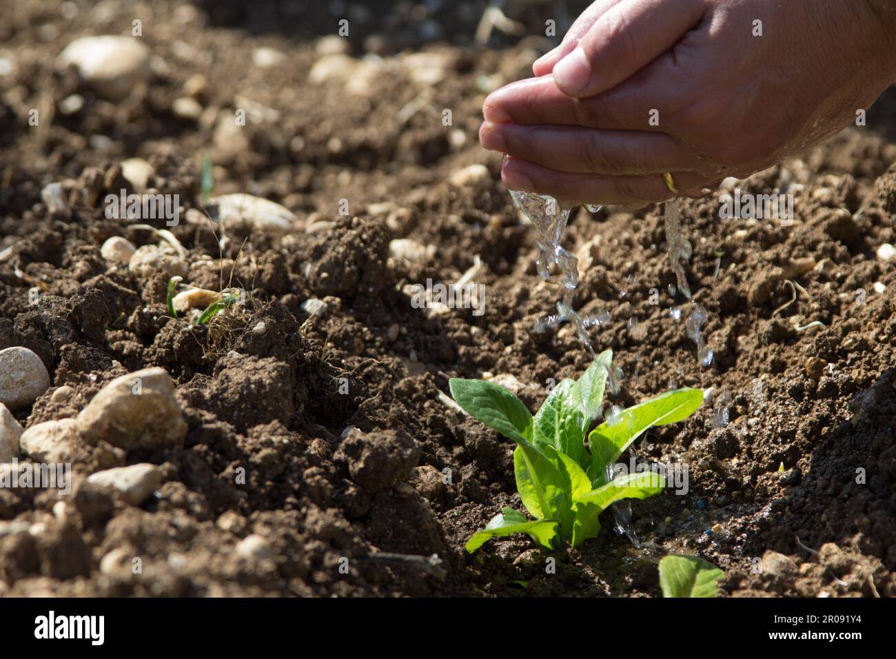 Image of a man's hands pouring water on a small seedling. Reference to nourishment and growth. Stock Photo