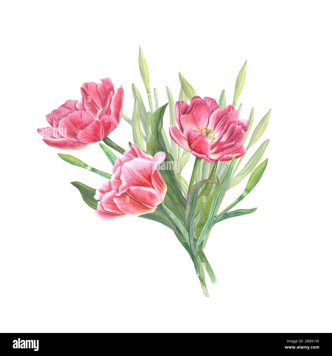 Watercolor bouquet of pink tulips and daffodils isolated on white ...