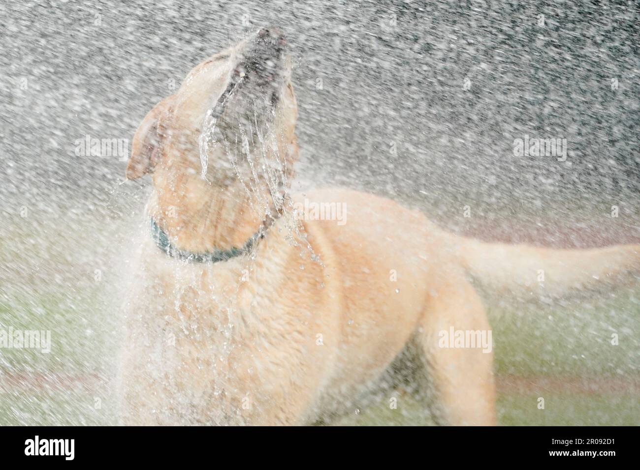 Tucker, the Seattle Mariners' clubhouse dog, jumps to bite water from a  groundskeeper's hose after the Mariners beat the Houston Astros 7-5 in a  baseball game Saturday, May 6, 2023, in Seattle. (