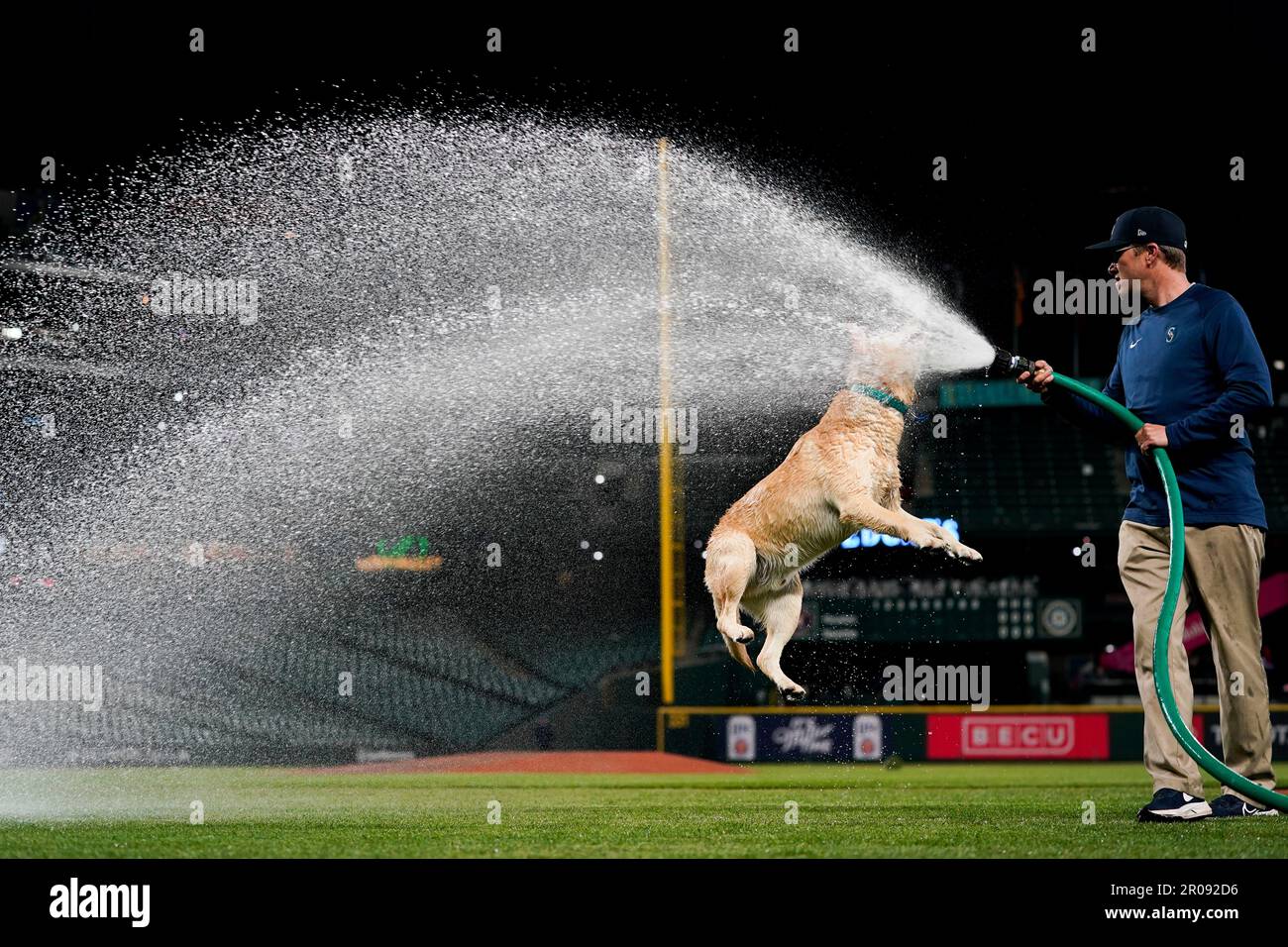 Tucker, the Seattle Mariners' clubhouse dog, jumps to bite water from a  groundskeeper's hose after the Mariners beat the Houston Astros 7-5 in a  baseball game Saturday, May 6, 2023, in Seattle. (