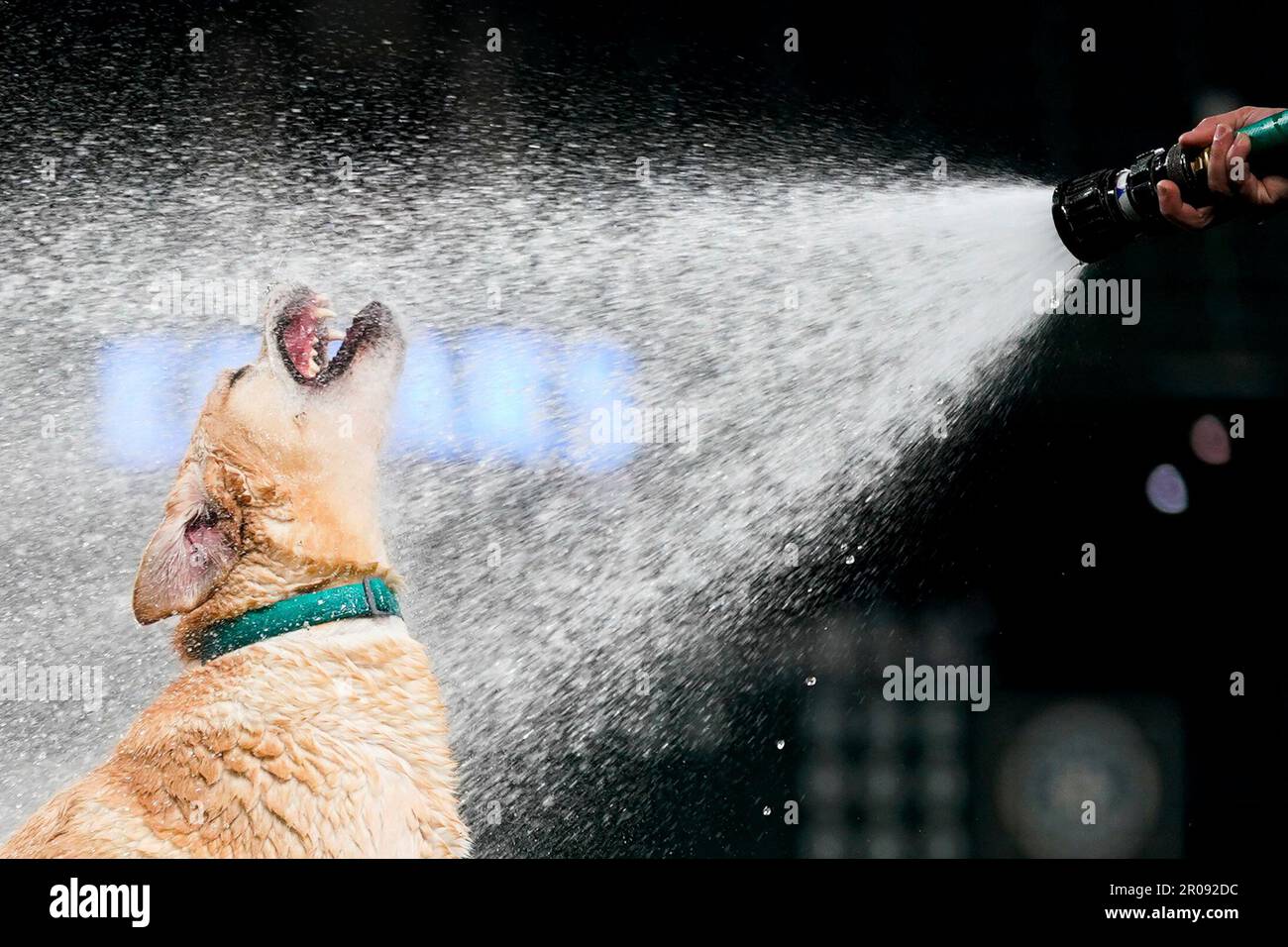 Tucker, the Seattle Mariners' clubhouse dog, jumps to bite water from a  groundskeeper's hose after the Mariners beat the Houston Astros 7-5 in a  baseball game Saturday, May 6, 2023, in Seattle. (