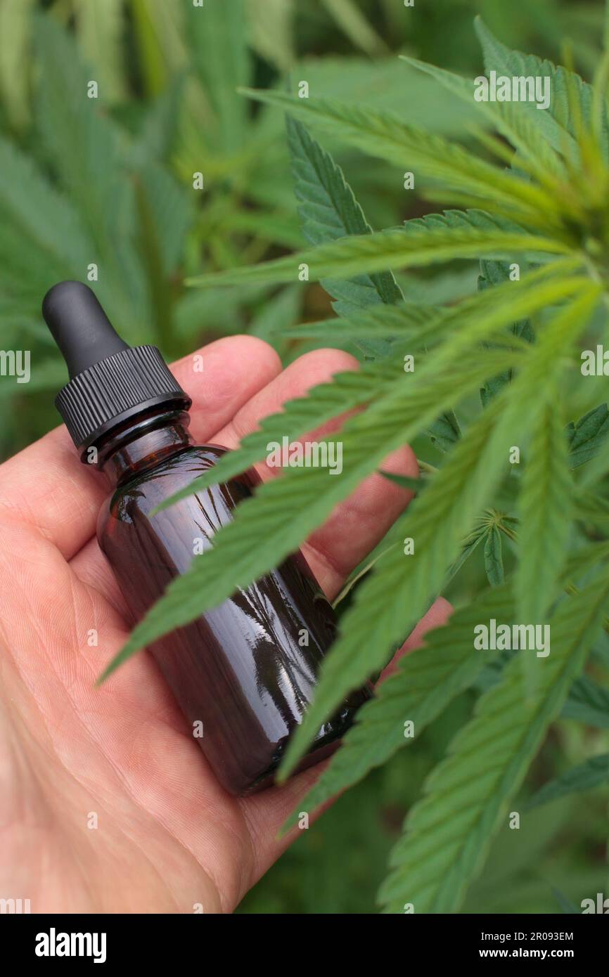 CBD oil amber bottle in hand, medicinal marijuana plants backdrop, top view. Stock Photo