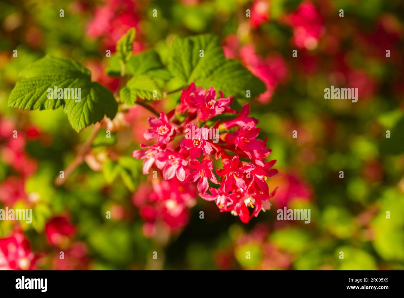 Close-up image of flowering Red Currant flowers in full bloom, bushy deciduous Ribes sanguineum 'Pulborough Scarlet' shrub in spring garden with pink Stock Photo