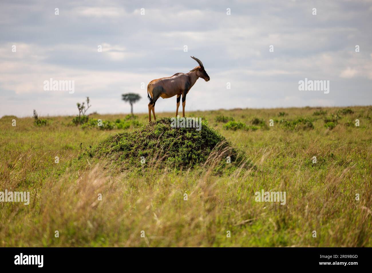 Graceful figure stands hi-res stock photography and images - Alamy